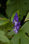 Southern blue monkshood <BR>Monkshood